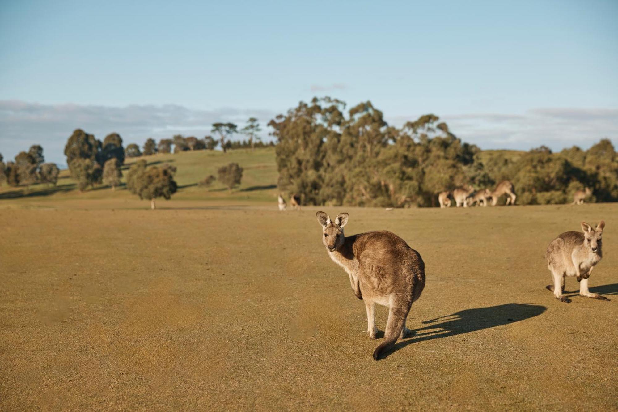 וונגה פארק Yarra Valley Lodge מראה חיצוני תמונה